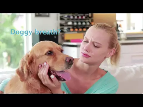 Dog H2O - Fresh & filtered water for healthier dogs - Bonus Dental Care